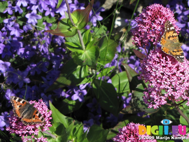 SX06520 Small Tortoiseshell (Aglais urticae) and Painted lady butterfly (Cynthia cardui) on pink flower Red Valerian (Centranthus ruber) 